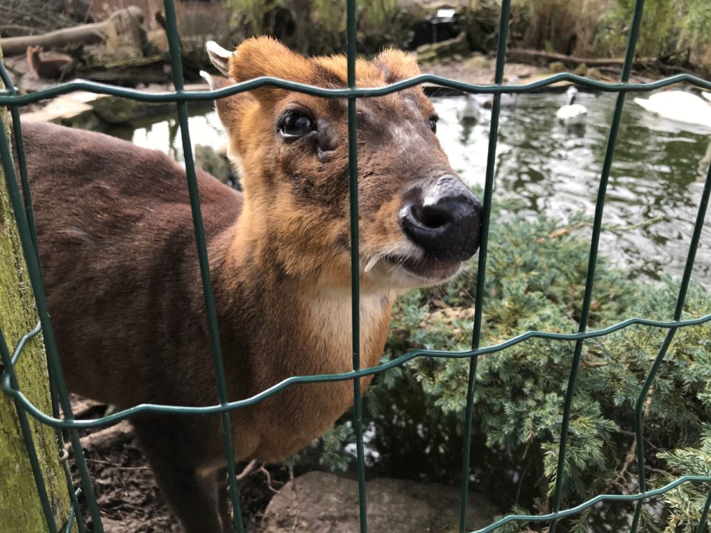 Tierpark Petersberg1