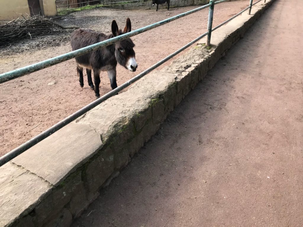 Tierpark Petersberg4